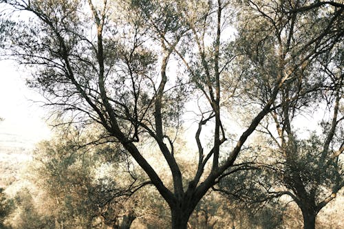 Imagine de stoc gratuită din codru, copaci verzi, fotografie cu natură