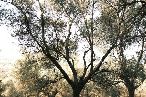 Free Tranquil forest scene with sunlit trees and soft shadows, embodying nature's elegance. Stock Photo