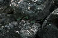 Green Leaves Stuck on Gray Rock