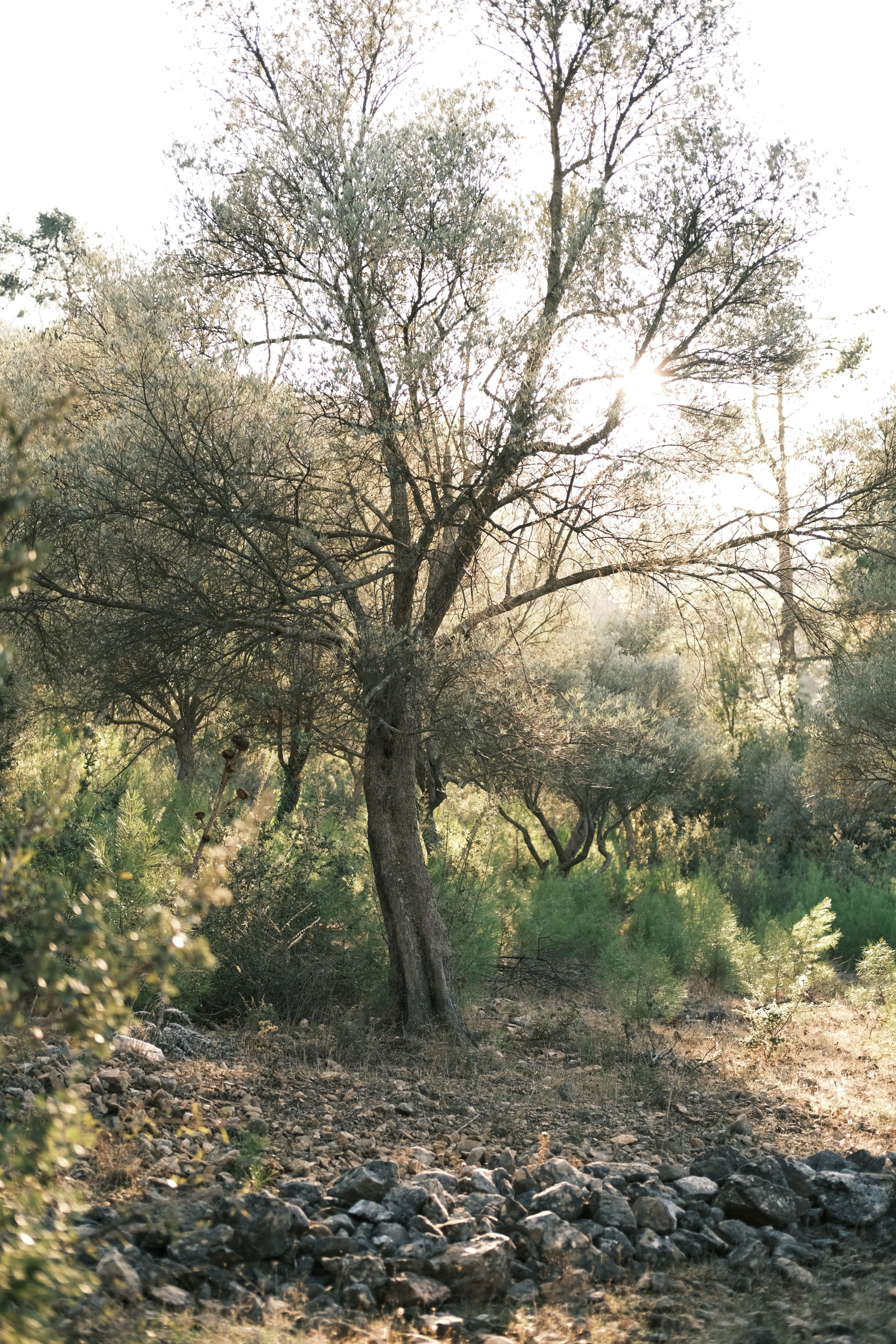 Peaceful forest scene with sunlight filtering through trees, highlighting natural beauty.