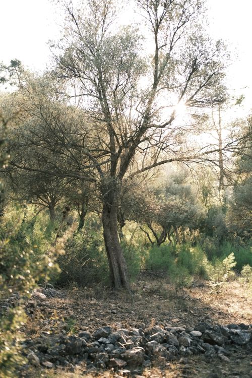 Free Peaceful forest scene with sunlight filtering through trees, highlighting natural beauty. Stock Photo