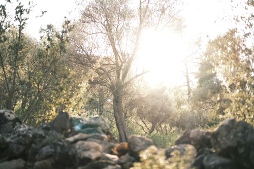 Free A peaceful sunrise illuminating a lush forest, casting warm light through the trees. Stock Photo
