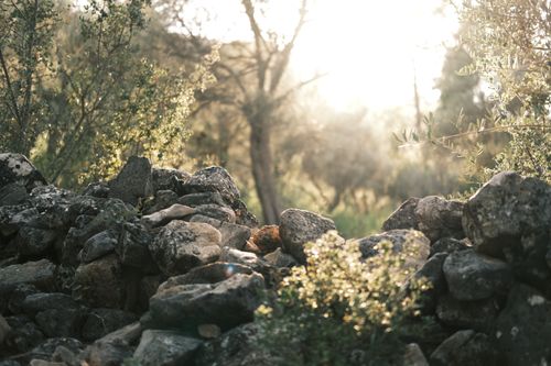 Free Rustic stone wall surrounded by lush autumn greenery under warm sunlight. Stock Photo