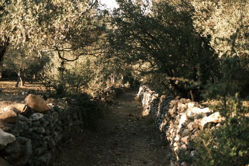 Free Charming stone path winding through lush forest with green trees and sunlight filtering through the leaves. Stock Photo