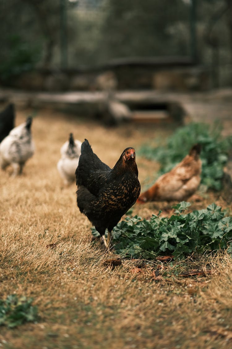 Hens On Grass