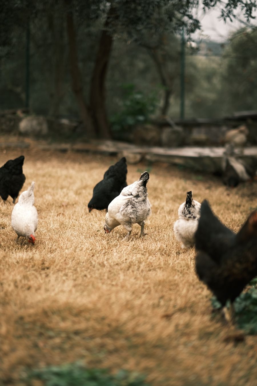 Free-range chickens foraging on a grassy field — Sami Aksu on Pexels