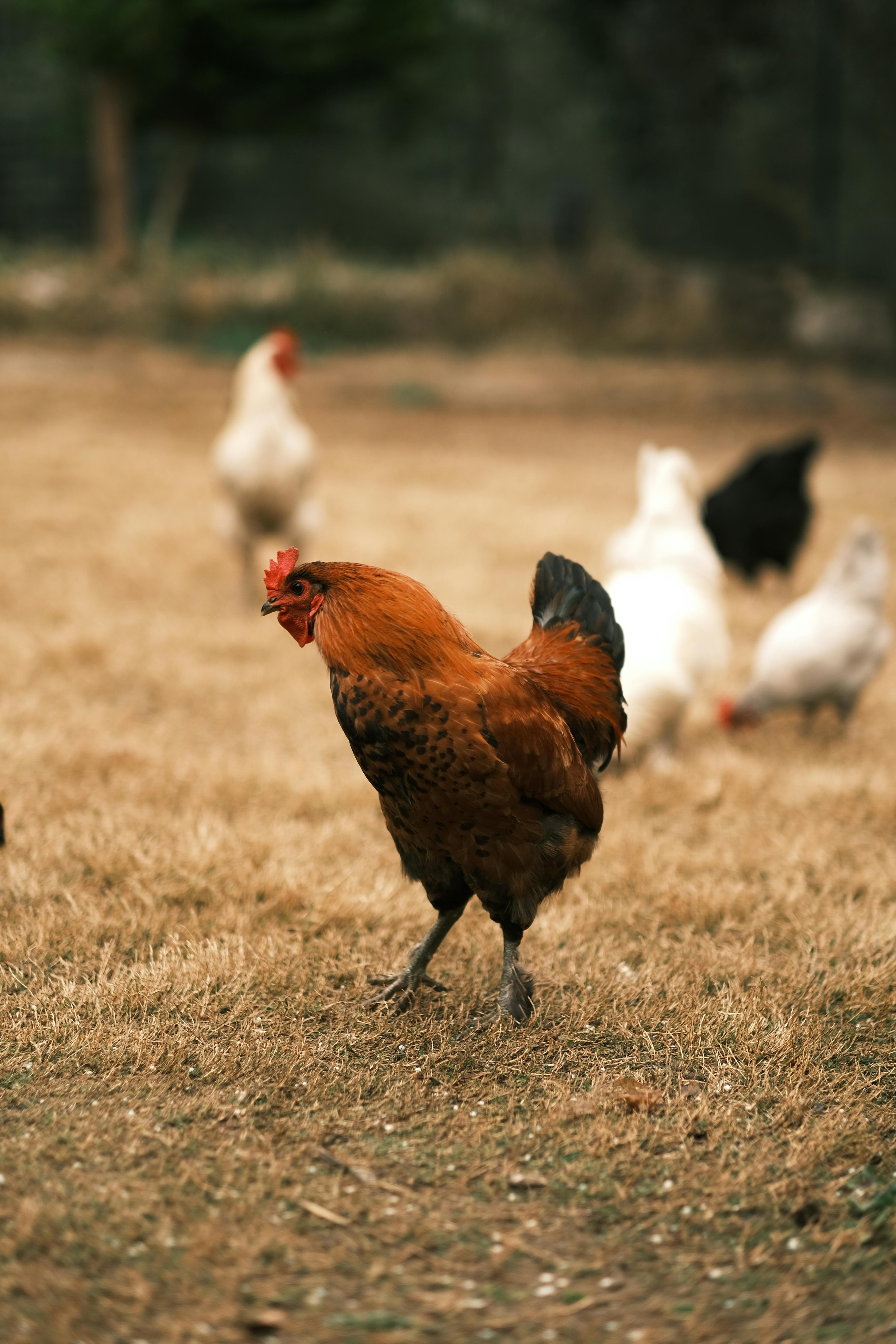 Photo of a Hen with Chicks · Free Stock Photo