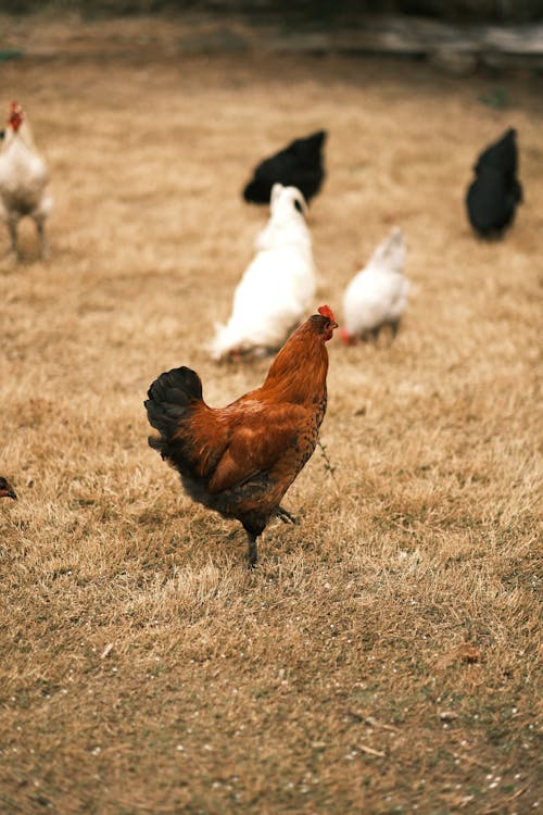 Free Brown and White Chicken on Brown Grass Field Stock Photo