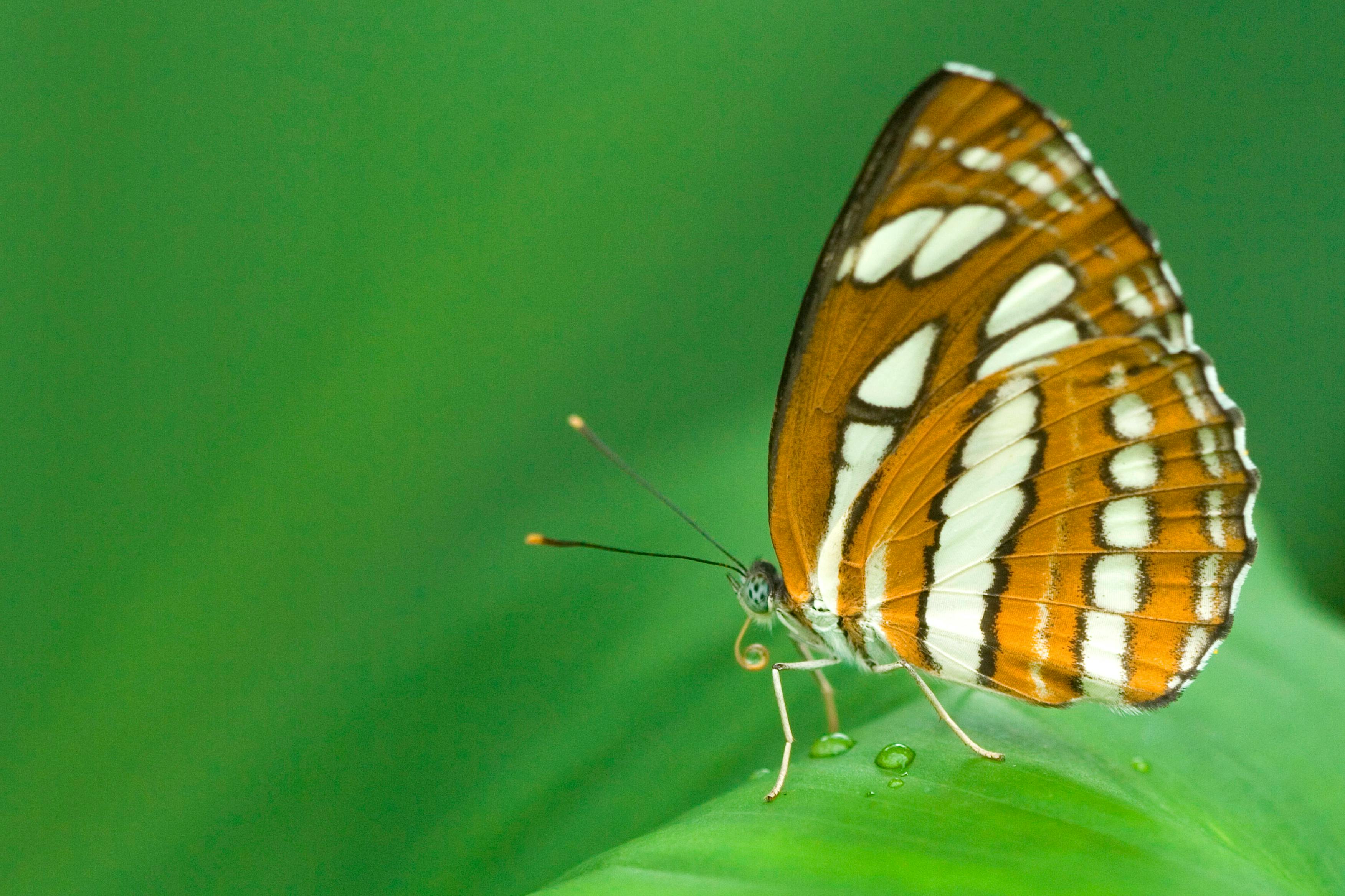 Butterfly with orange-and-white striped wings perched on a green leaf against a green background