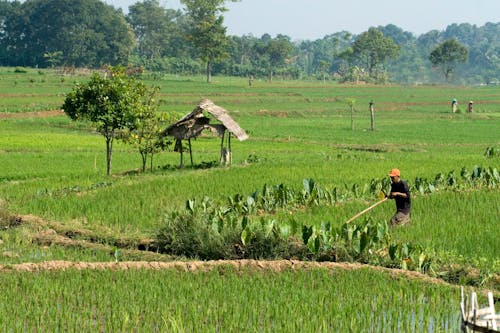View of an Agricultural Field
