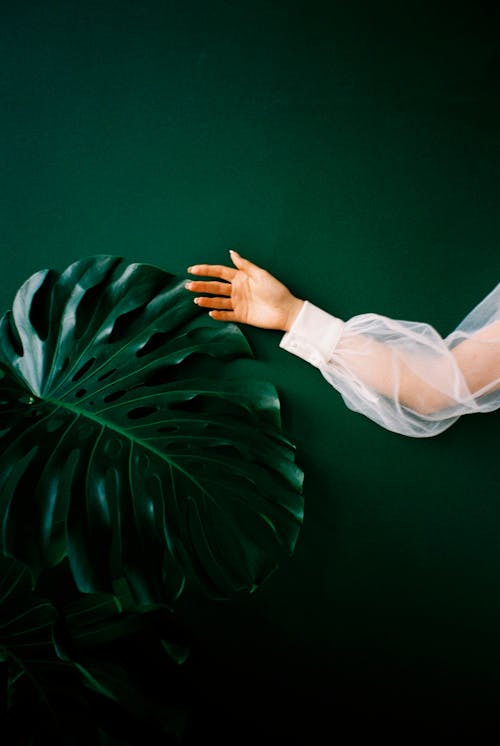 녹색 벽, 손 인간의 손, 수직 쐈어의 무료 스톡 사진