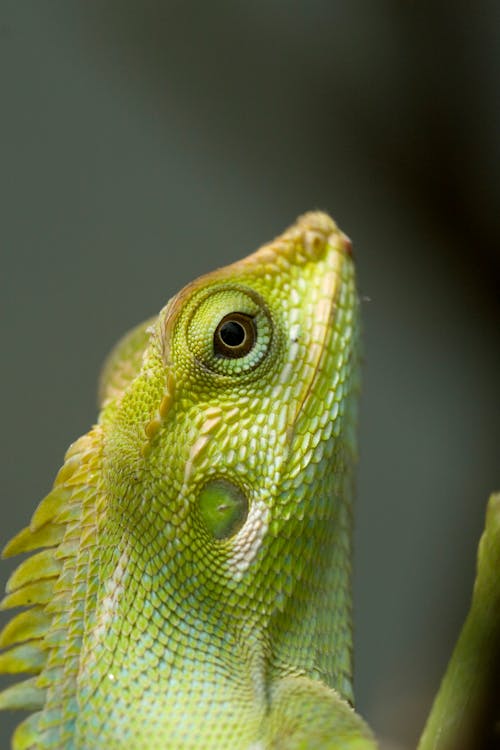 Green Lizard in Close Up Photography
