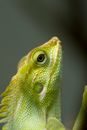 Green Lizard in Close Up Photography