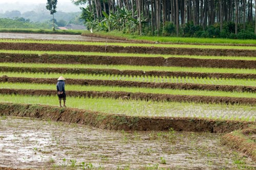 Ingyenes stockfotó farmer, hántolatlan rizs, lépcsőzetes témában