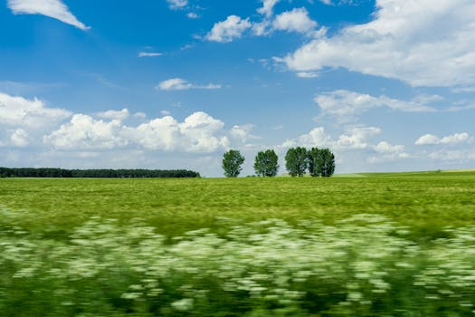 晴朗的夏日里，郁郁葱葱的田野上树木林立，云彩蓬松