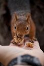 Wild squirrel