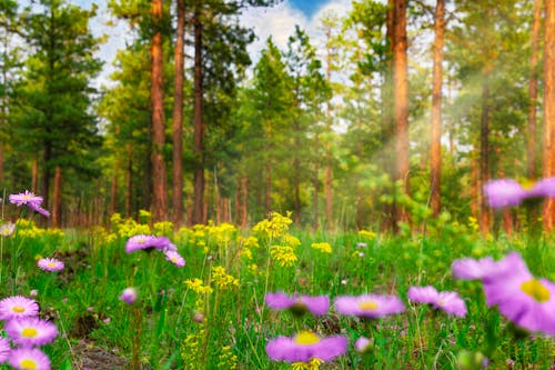 Wild Flowers Grow In Lush Mountain Pine Forest In Spring Summer