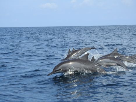 A pod of dolphins gracefully swimming in the blue ocean off the coast of Sri Lanka.