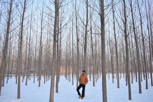 Kostnadsfri bild av bara träd, bladlösa, kallt väder