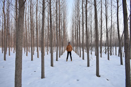 Foto profissional grátis de árvores nuas, coberto de neve, homem