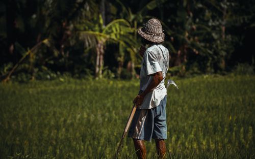 Free A farmer working in a lush green rice field in Bali, Indonesia. Stock Photo