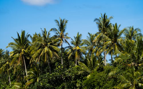 Green Palm Trees under a Blue Sky