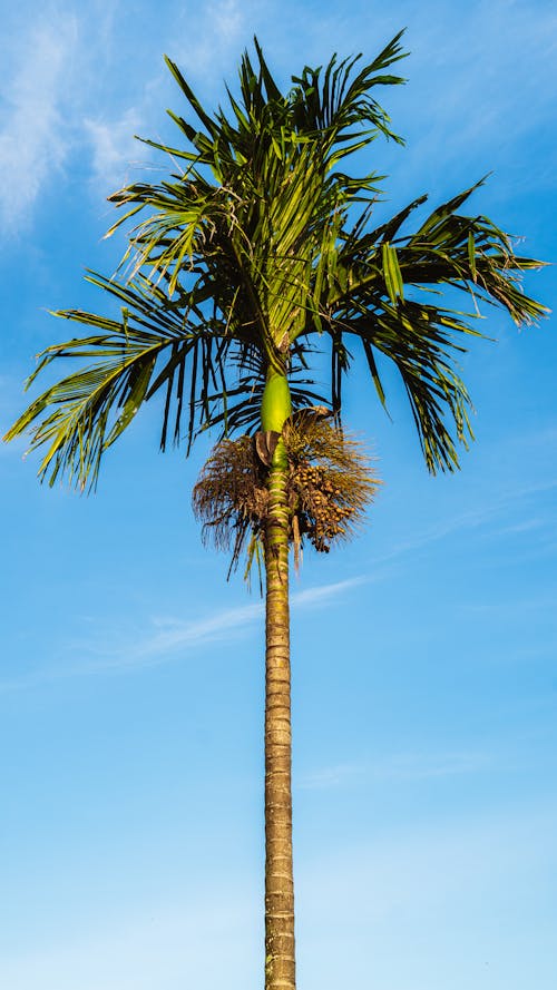Bezpłatne Darmowe zdjęcie z galerii z areca palm, błękitne niebo, drzewo palmowe Zdjęcie z galerii
