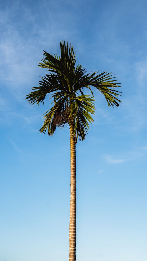 areca palmiyesi, dar açılı çekim, dikey atış içeren Ücretsiz stok fotoğraf