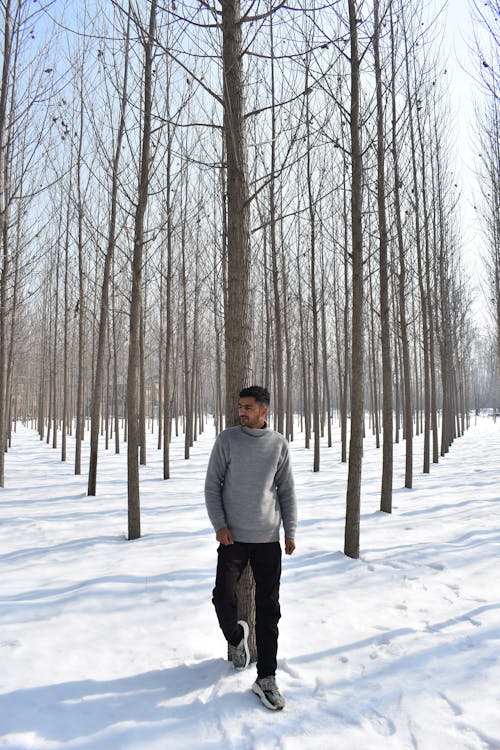 Kostenloses Stock Foto zu bäume, frost, jahreszeit