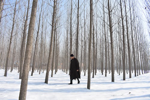 Foto profissional grátis de andando, árvores nuas, coberto de neve