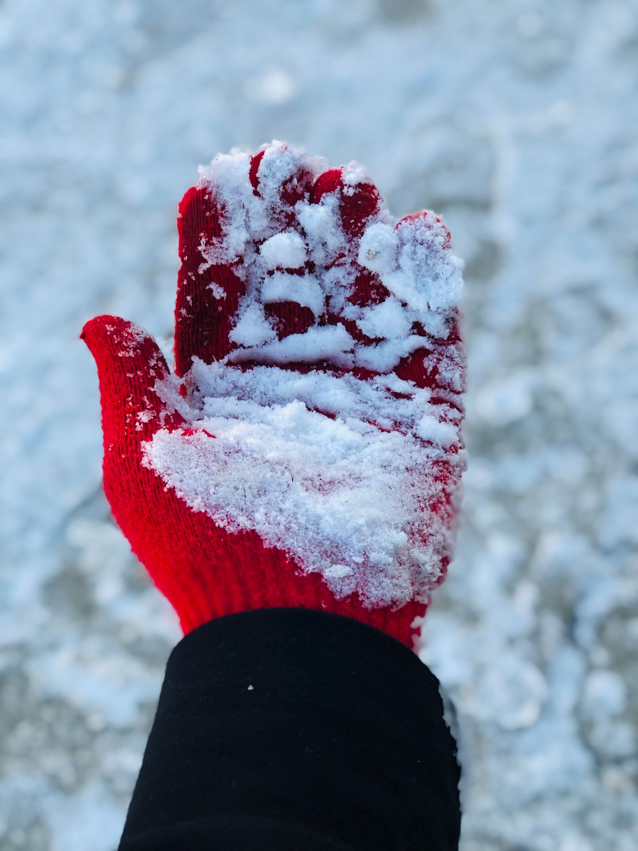 Red knit winter glove holding fresh snow