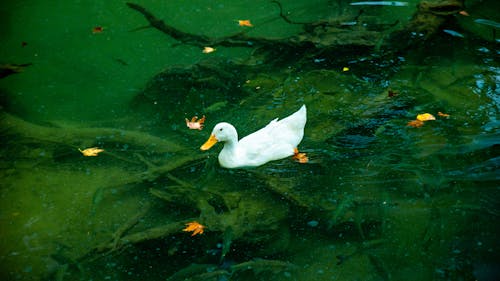 White Duck Swimming on Clear Water