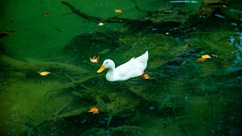 Základová fotografie zdarma na téma americký pekin, drůbež, kachny