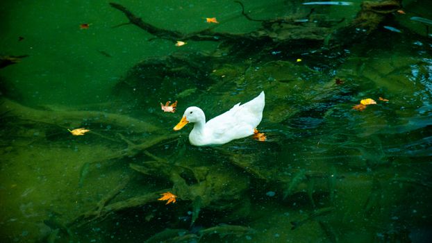 White Duck Swimming on Clear Water