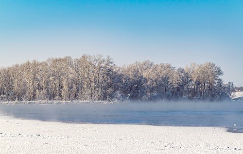 Bezpłatne Darmowe zdjęcie z galerii z bezlistny, gołe drzewa, pokryte śniegiem Zdjęcie z galerii