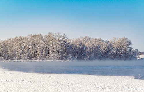 Bare Trees Covered with Snow