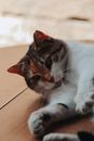 White and Brown Tabby Cat Lying on Floor