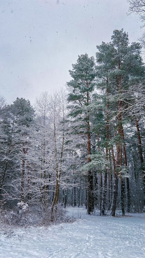 ağaçlar, dikey atış, kar yağışlı içeren Ücretsiz stok fotoğraf