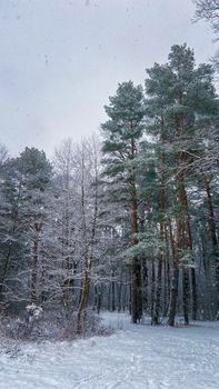 Beautiful winter scene with snow-covered trees in a serene forest setting.