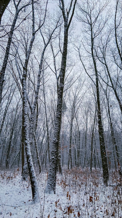 Základová fotografie zdarma na téma holé stromy, les, příroda