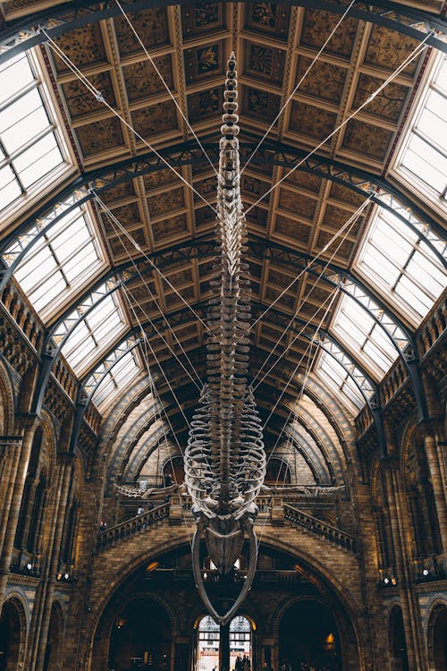 免费 国家历史博物馆的蓝鲸骨架 素材图片