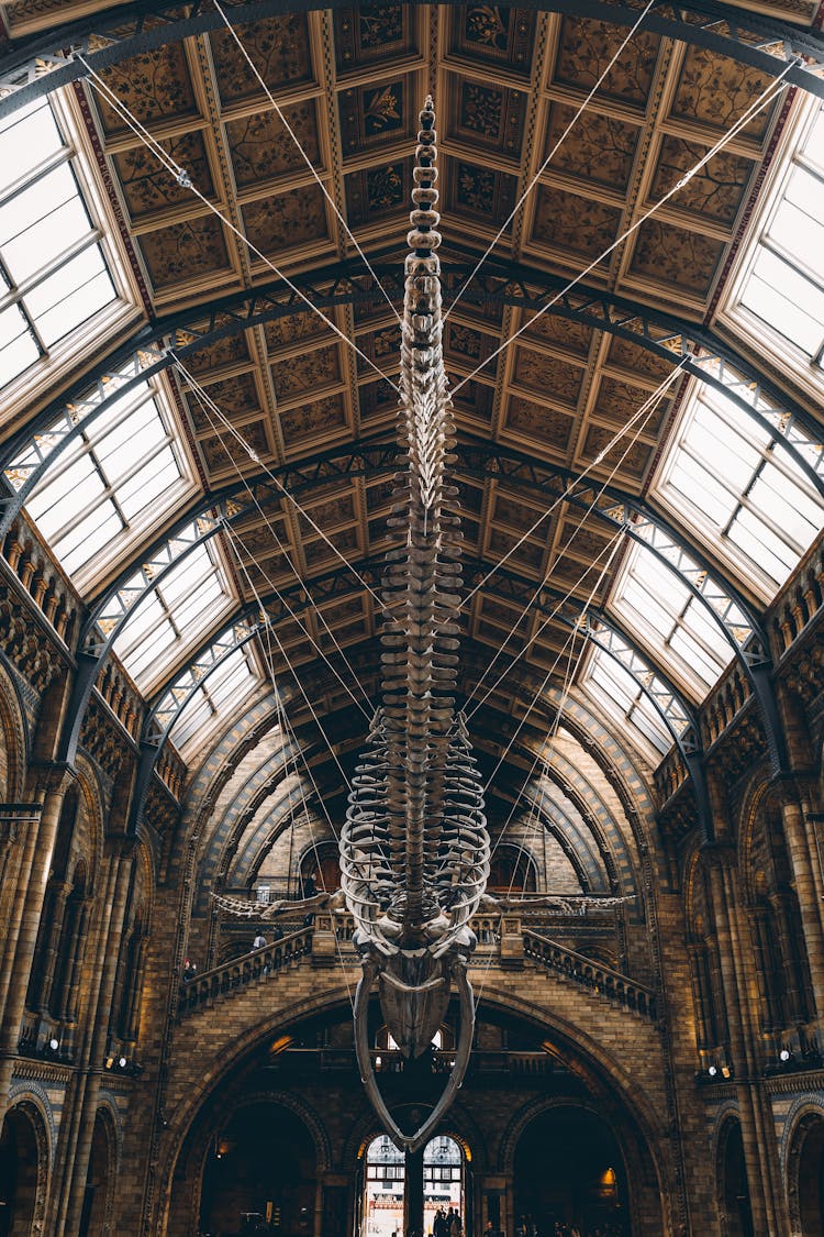 A Skeleton Of The Blue Whale Displayed At The National History Museum In London, England