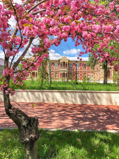 Tree with Pink Flowers