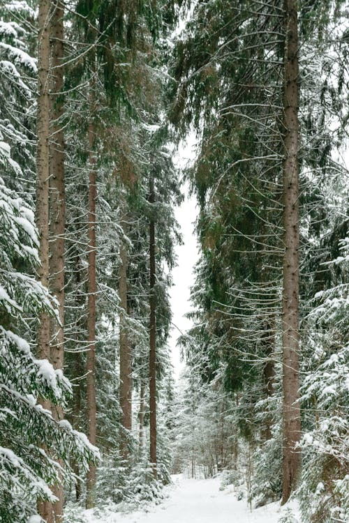 Kostnadsfri bild av miljö, natur, skog