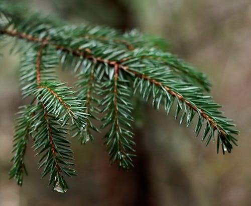 Free Close-Up Shot of Pine Leaves Stock Photo