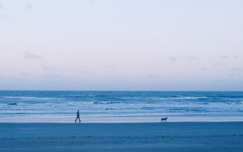 Free stock photo of beach, dog, lifestyle Stock Photo