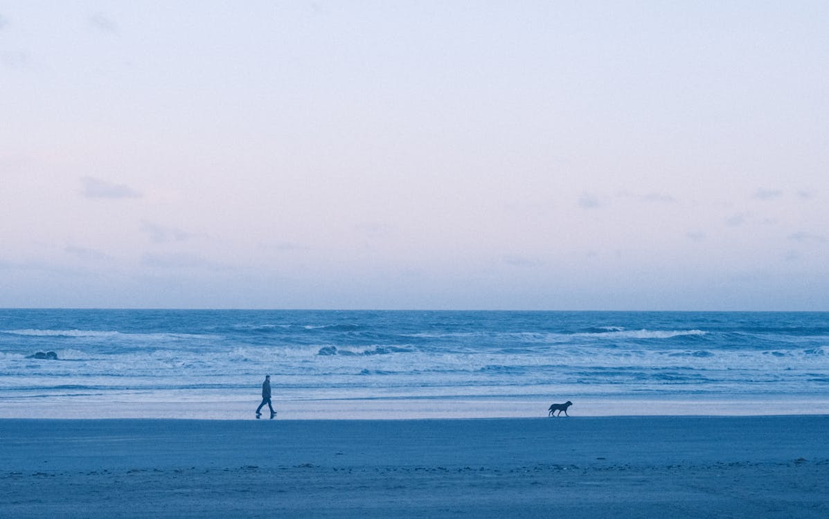 Free stock photo of beach, dog, lifestyle
