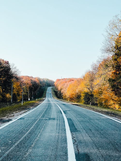 A Concrete Road between Trees