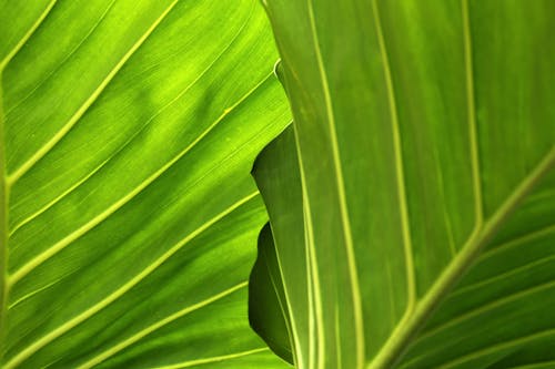 Green Leaf in Close Up Photography