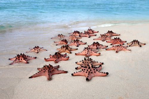 A Starfish on a Seashore